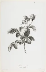 Hundertblättrige Rose, aus „Fleurs Dessinées d
